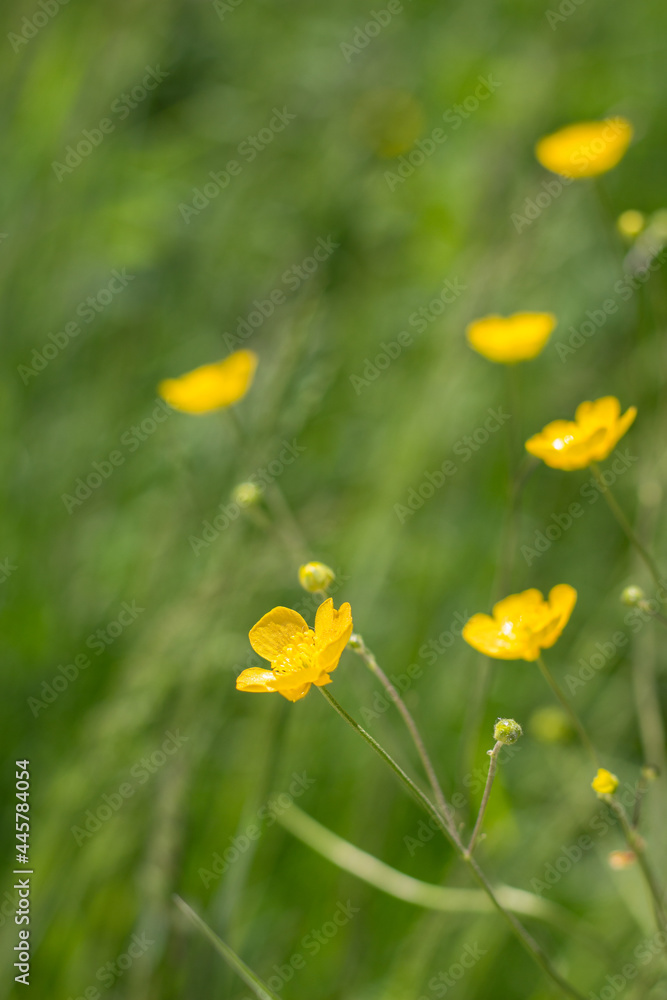 Butterblumen