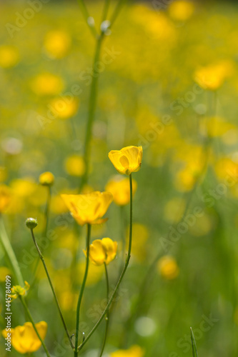 Butterblumen