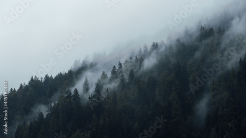 Valokuva Beautiful view of trees on a mountainside covered with fog