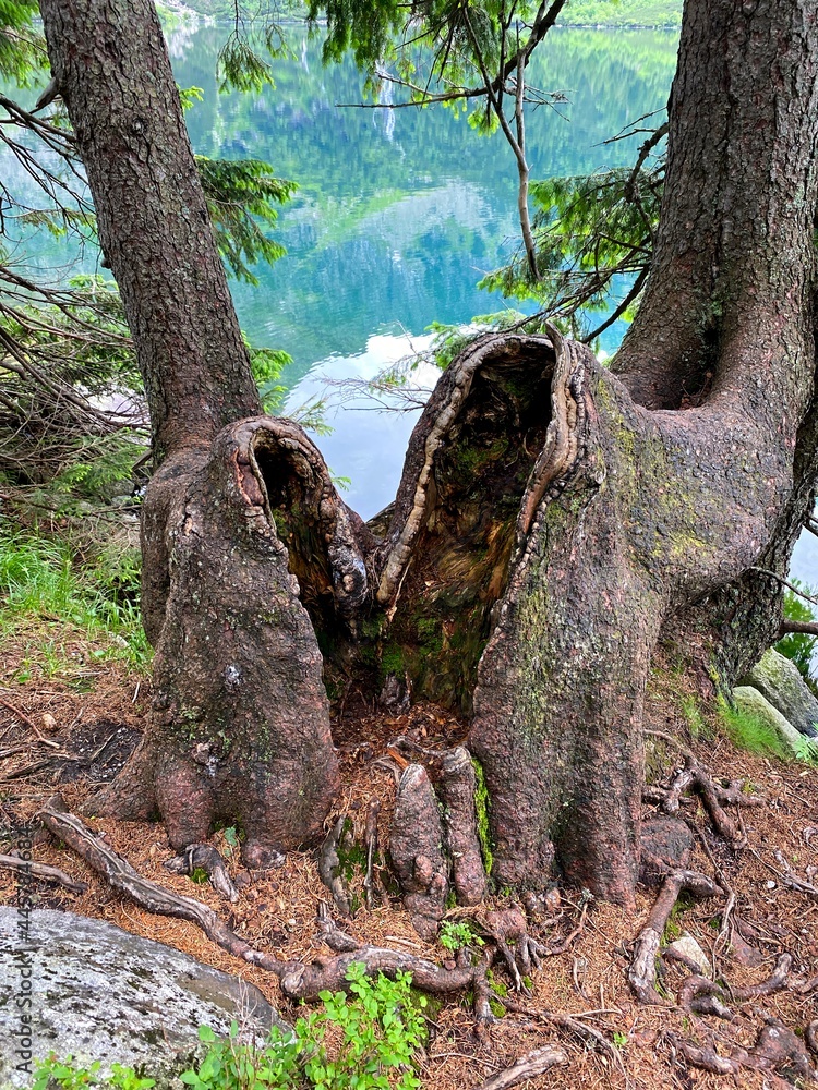 tree in the forest, unique 