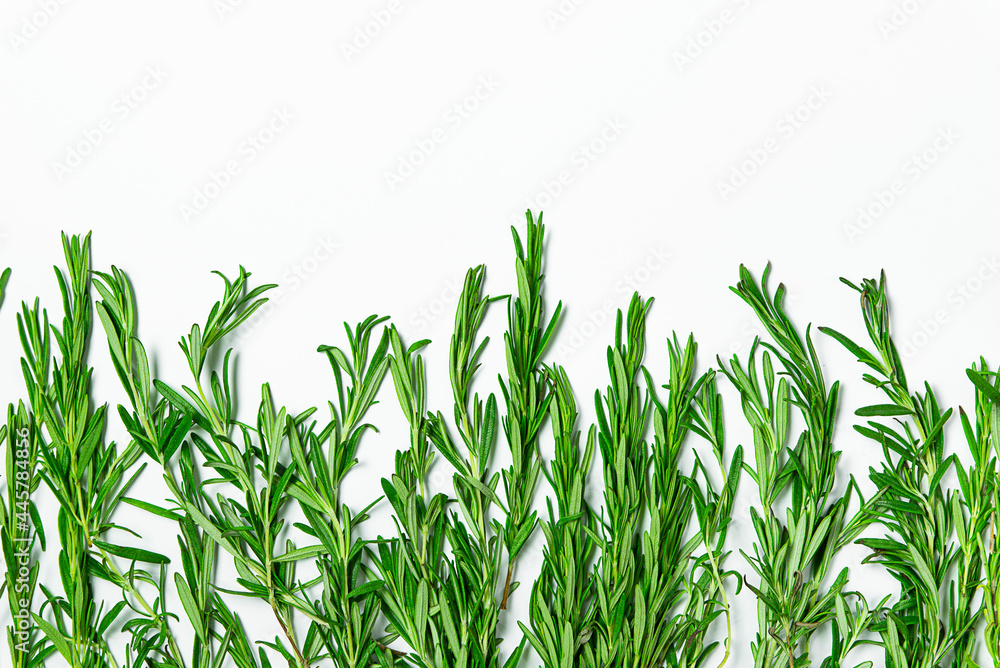 Obraz premium Fresh rosemary on a white background.