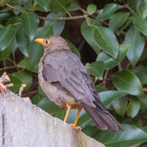 robin on a branch