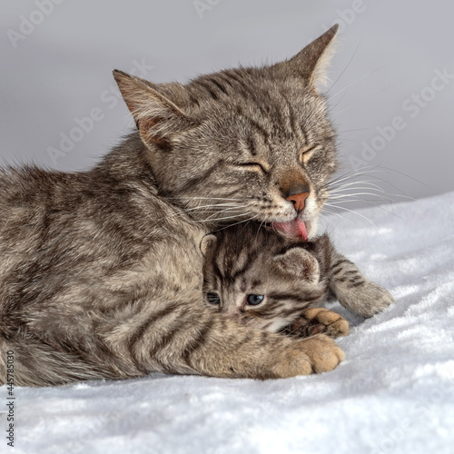 Mother cat and little kitten fortnightly age. Two week old Baby Cat.