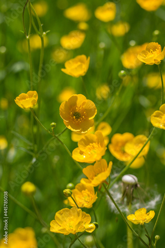 Butterblumen