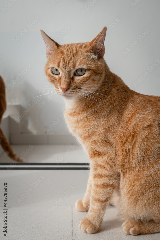 vertical composition. brown tabby cat with green eyes, looks at the camera angrily