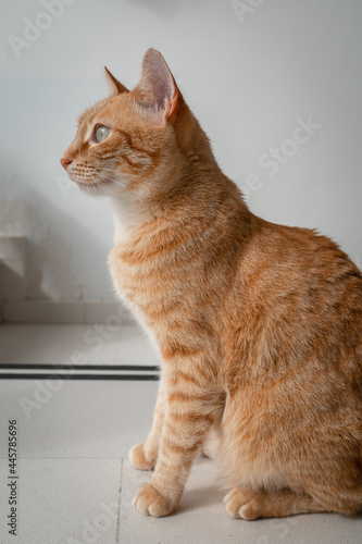vertical composition. brown tabby cat with green eyes. profile view