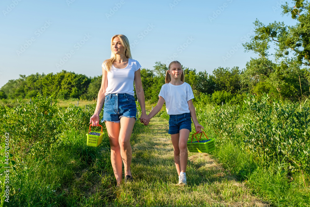Young mother with her daughter picking blueberries on organic farm. Family business concept.