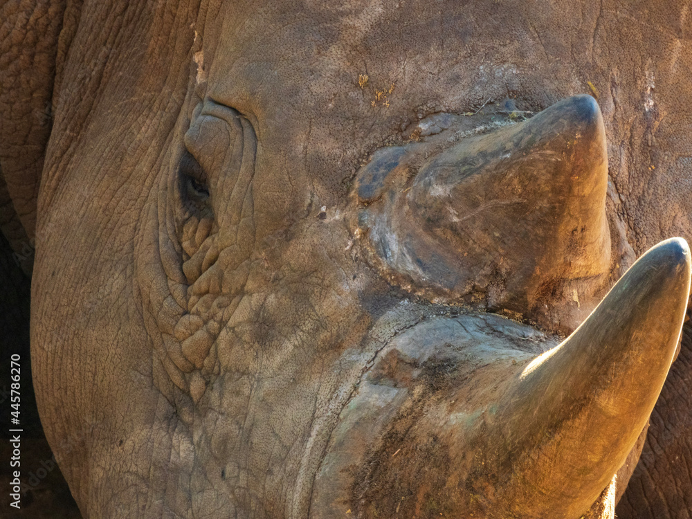 Obraz premium rhino skin texture