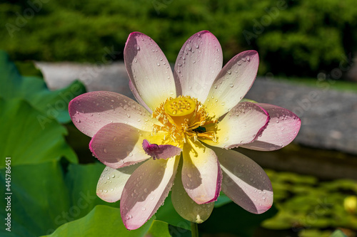Fior di loto con petali bagnati