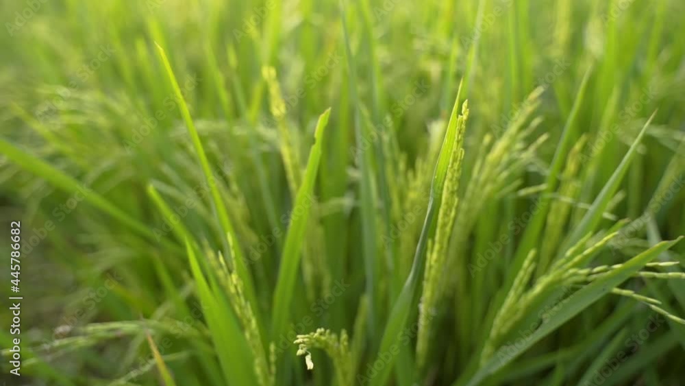 Close up of green paddy rice plant in the field Close up of green paddy rice plant in the field