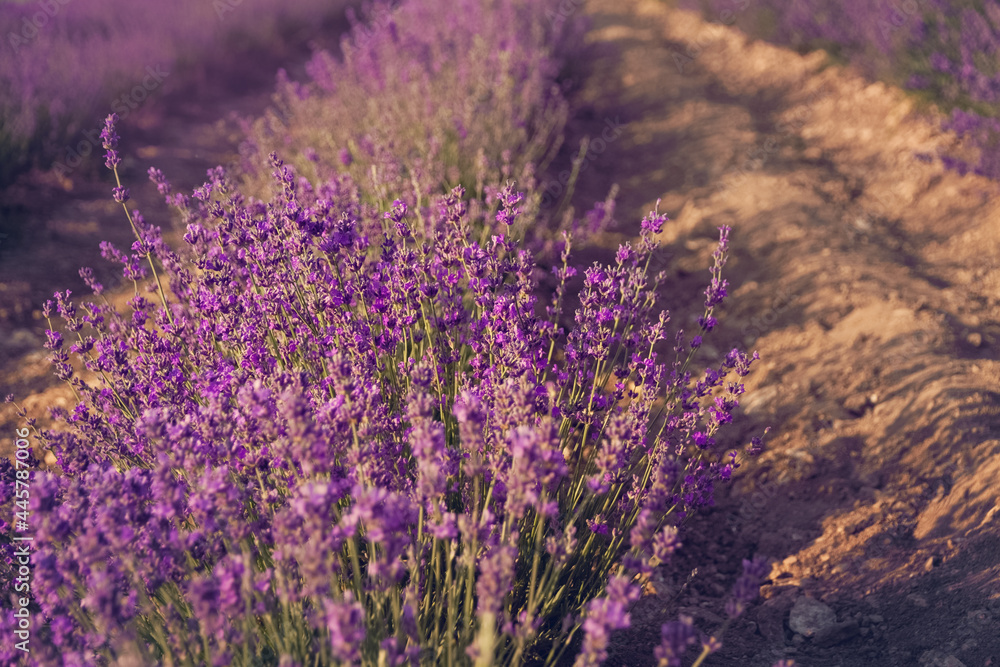 background purple flower lavender field on sunset