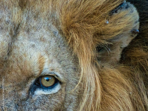 portrait of a lion