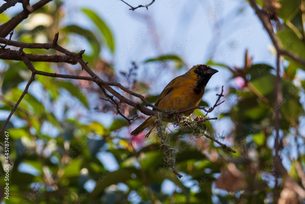 bird on a branch bird on a branch