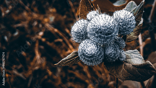 close up of a spider