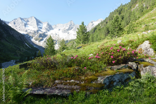 Wandergebiet durch eine Bergwiese mit Alpenrosen photo