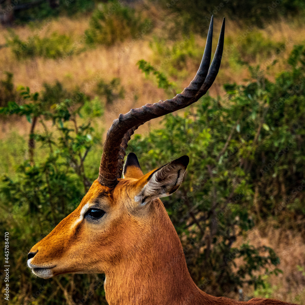 impala antelope in kruger national park impala antelope in kruger national park