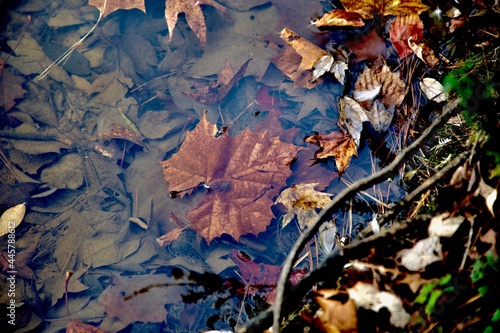 autumn leaves in the water