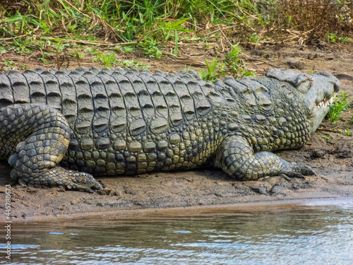 alligator in the everglades