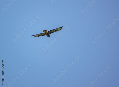 a buzzard (Buteo buteo) soaring on thermals looking for prey or carrion © Martin
