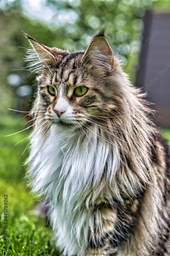 Meow around the world Meow around the world