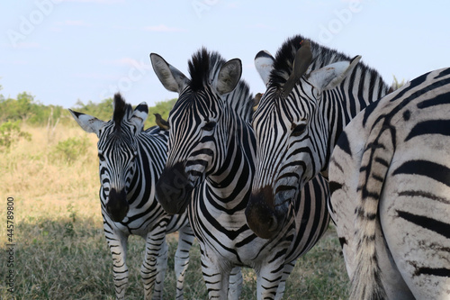 zebra in the zoo