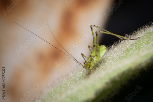 green insect on grass photo