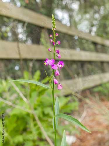 Wild Showy milkwort (Asemeia violacea) occurs naturally in pinelands, prairies and open disturbed areas throughout Florida. Flowers are dark pink to pinkish-purple, blurred fence line background photo