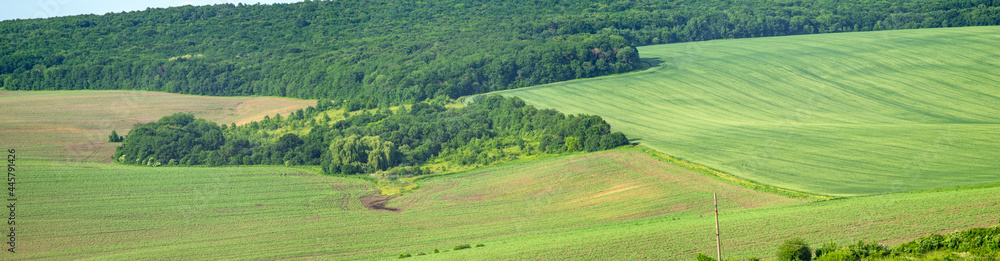 Beautiful summer landscape green sown field on a sunny day in Ukraine Beautiful summer landscape green sown field on a sunny day in Ukraine