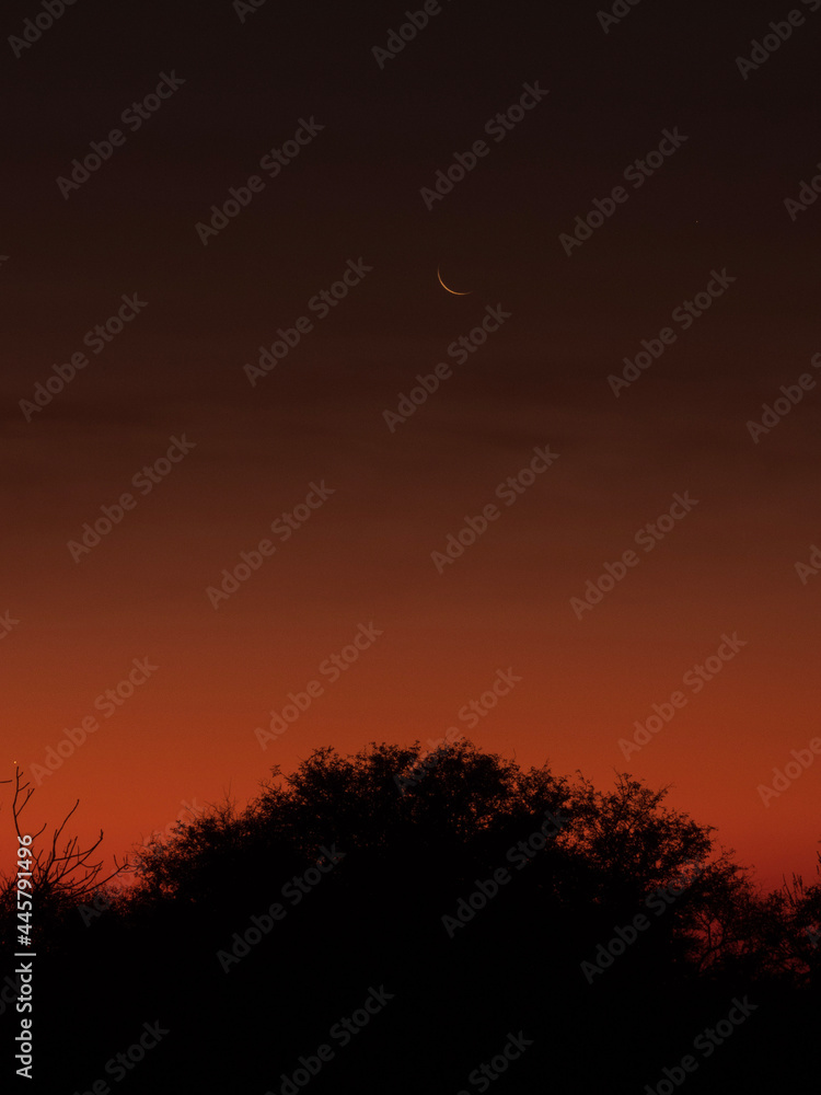 moon and tree moon and tree