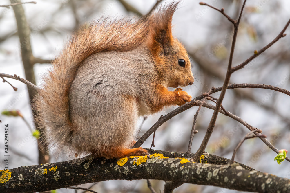 The squirrel with nut sits on a branches in the spring or summer. The squirrel with nut sits on a branches in the spring or summer.