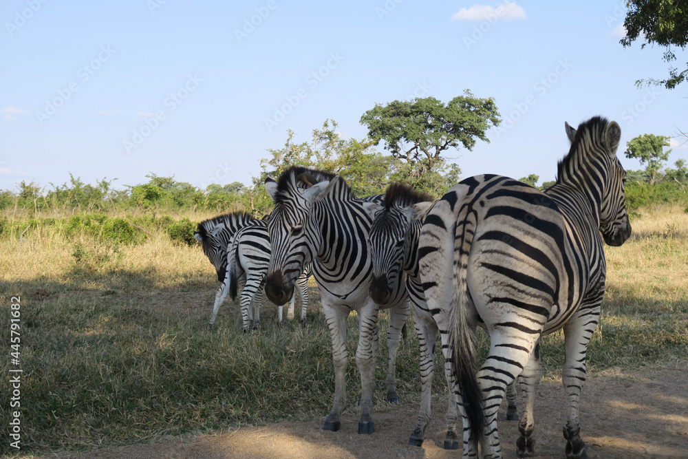 Naklejka premium zebras in continent