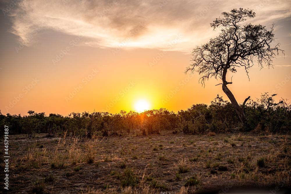 Botswana, Reise, Safari