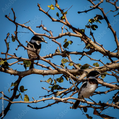 bird on a tree