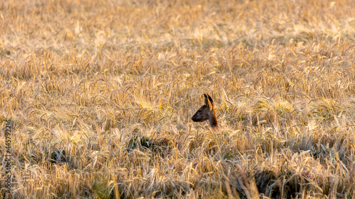 Roe deer in field of barley.