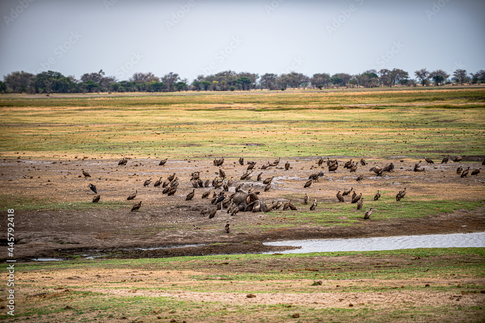 Botswana, Reise, Safari Botswana, Reise, Safari