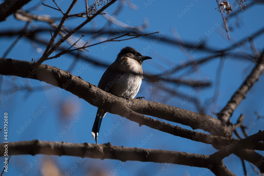 Naklejka premium bird on a tree