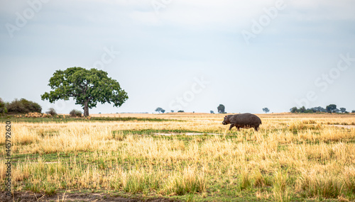 Botswana  Reise  Safari