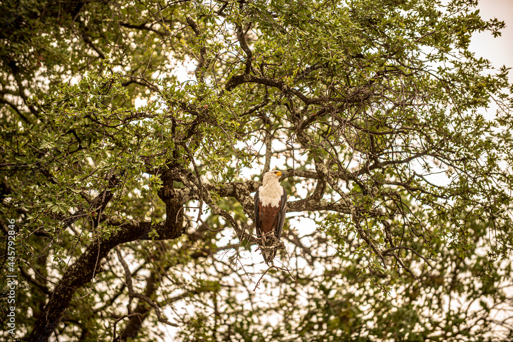 Botswana, Reise, Safari