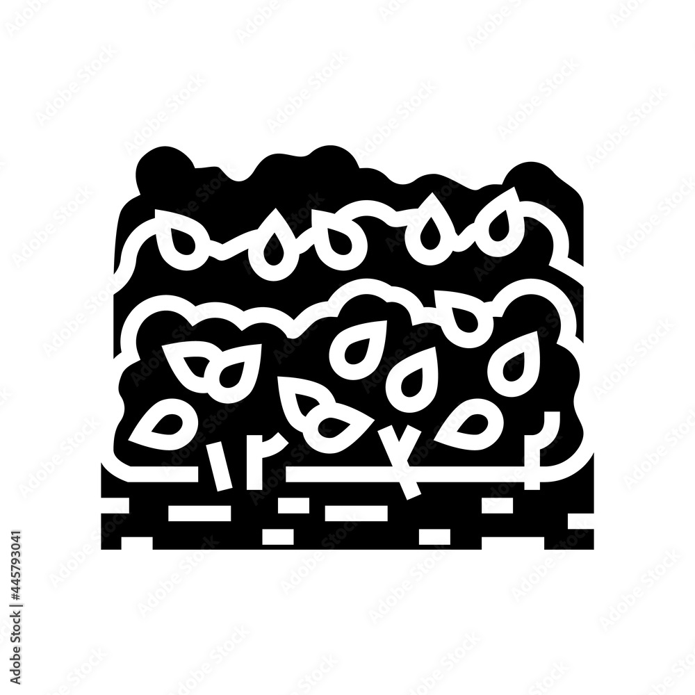 cultivation tea leaves glyph icon vector. cultivation tea leaves sign. isolated contour symbol black illustration