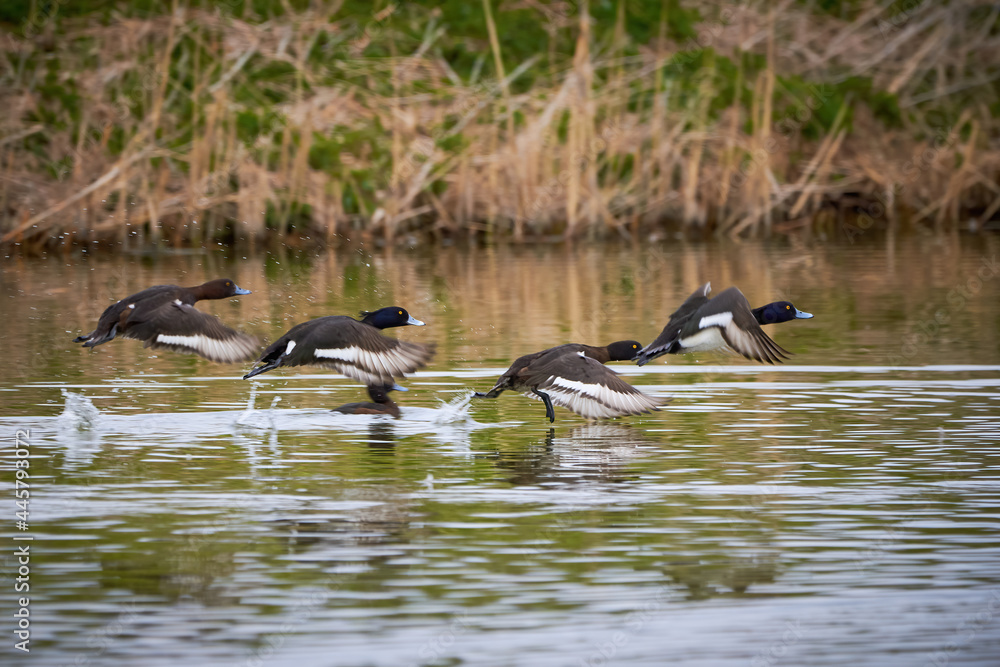 Tufted Ducks in flight ( Aythya fuligula ) Tufted Ducks in flight ( Aythya fuligula )