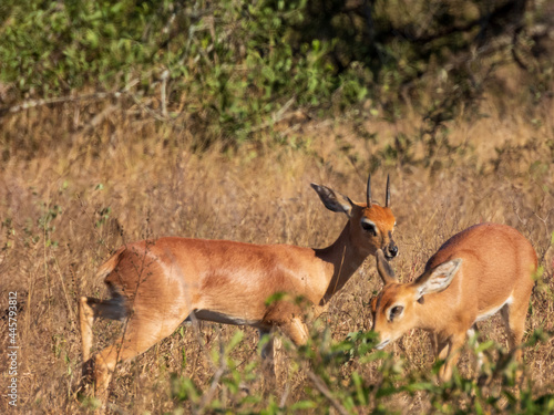 Fototapeta Naklejka Na Ścianę i Meble -  impala in the savannah