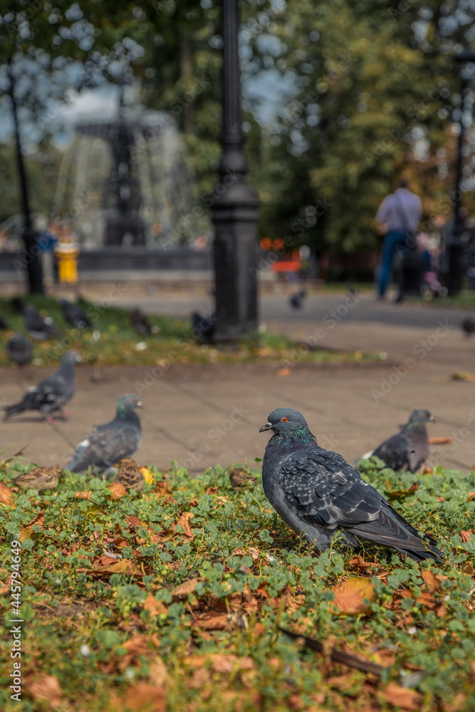 Obraz premium Pigeons in a street in summer