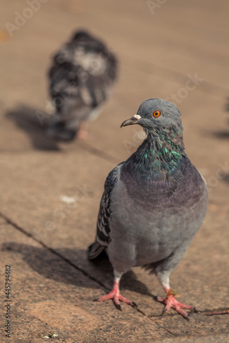 Pigeons in a street in summer
