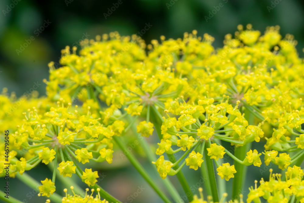 Parsnip (Pastinaca Sativa) flowers in bloom, close up vision Parsnip (Pastinaca Sativa) flowers in bloom, close up vision