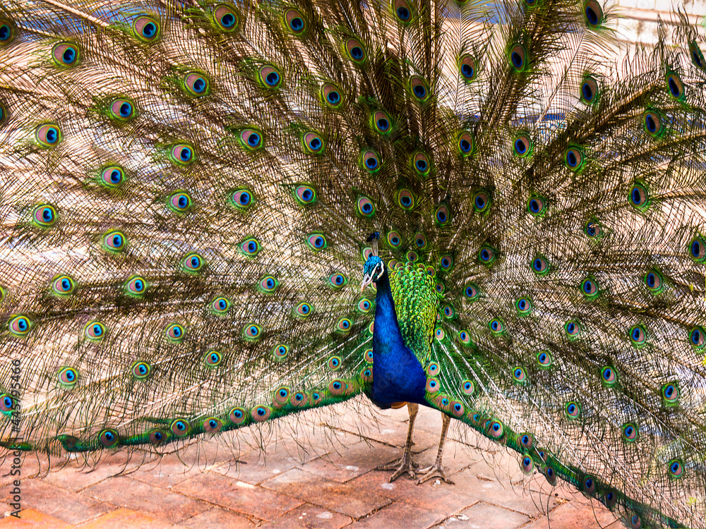Obraz premium Jungle fowl and peacocks in the Jardim Marechal Carmona gardens in Cascais Portugal