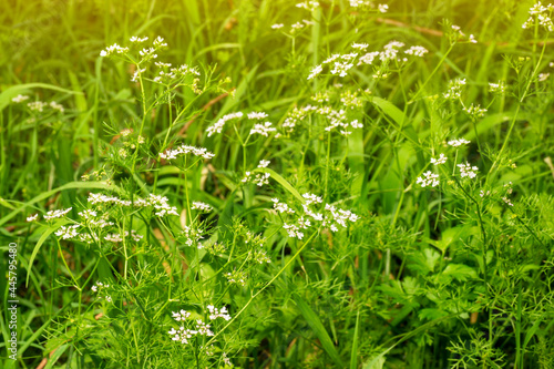 Field of Coriander plants(Coriandrum sativum) with flowers in bloom with green blurred background and sunlight coming from above
