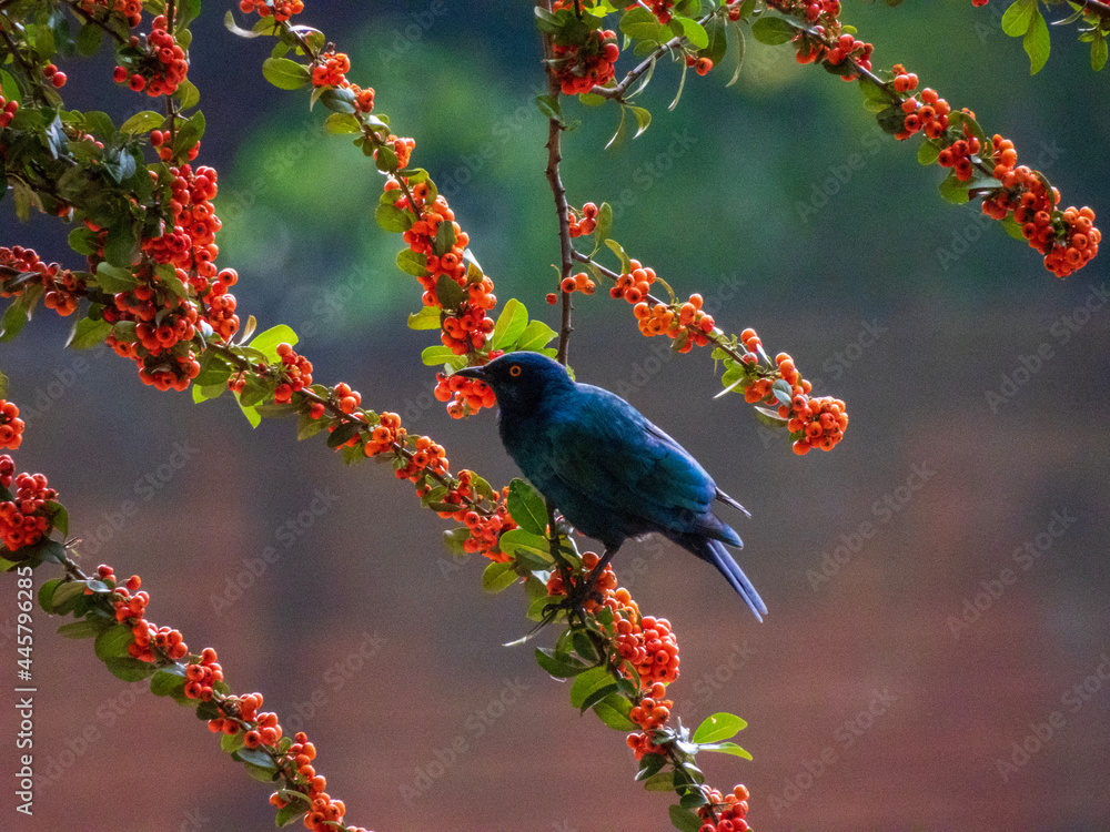 Obraz premium blue bird on a branch