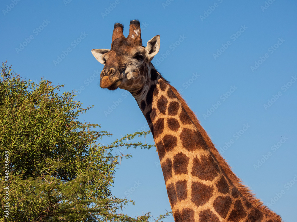 Obraz premium giraffe in the wild