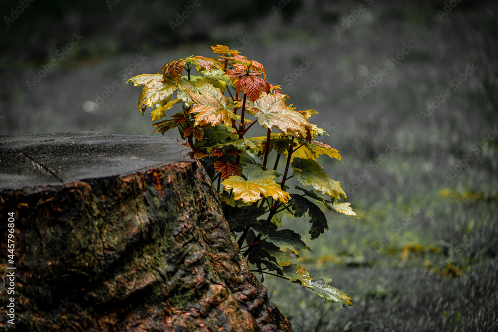 Obraz premium Life Finds A Way