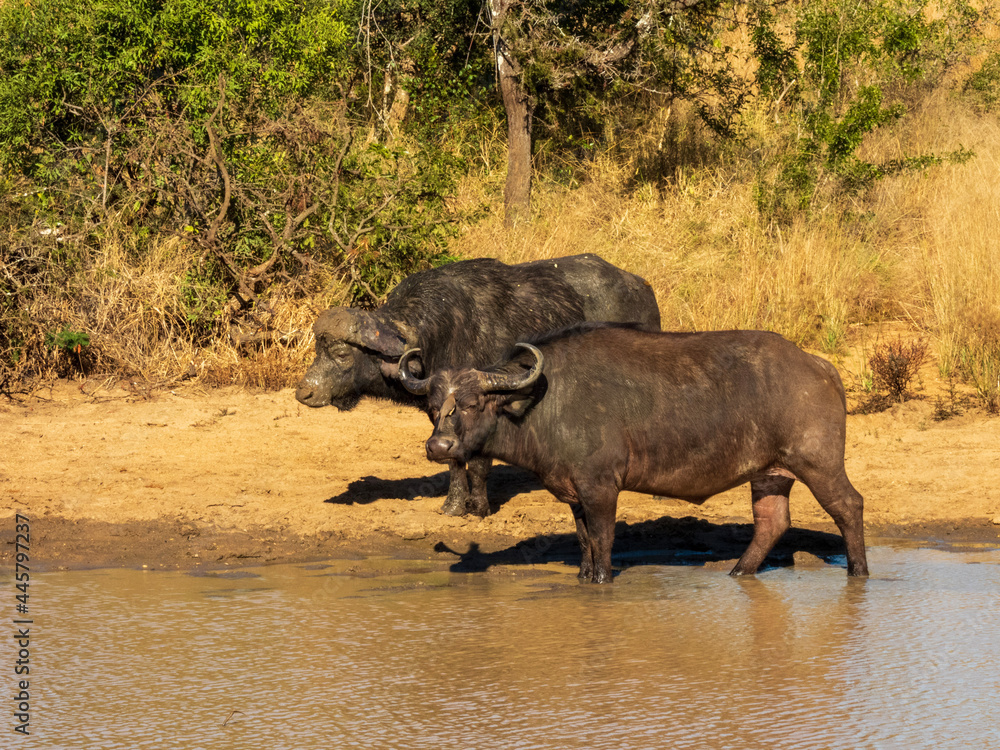 Obraz premium buffalo in the water